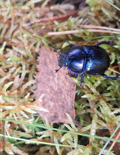 Dung beetle (Geotrupes stercorarius) close-up. Forest fauna.