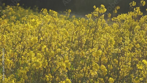 春の朝　朝日に輝く菜の花畑の風景2