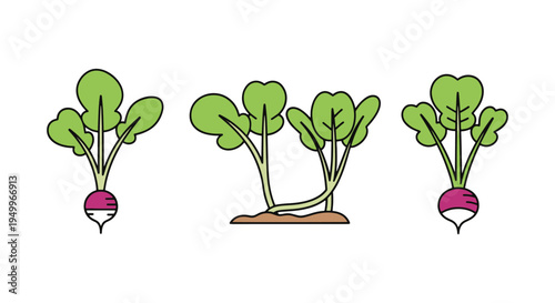 Radish Microgreens Line art dynamic abstract artistic vector