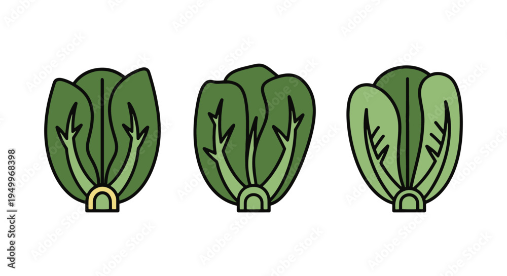 Naklejka premium Romaine Heart Line art vector creative modern abstract