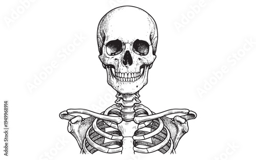 human skull and rib cage anatomical sketch illustration