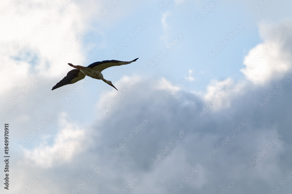 Fototapeta premium White stork soaring high in the blue sky among soft white clouds.