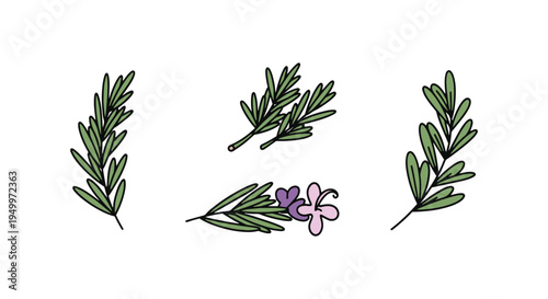 Rosemary Line art vector set minimal smooth abstract color