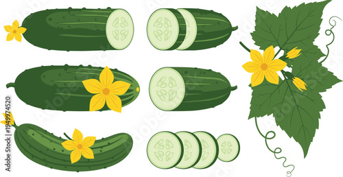 Cucumber plant and slices set. Fresh whole cucumbers with cut rounds, flowers, and leaves. Organic garden vegetable illustration for healthy food, salad ingredients, and farm harvest.