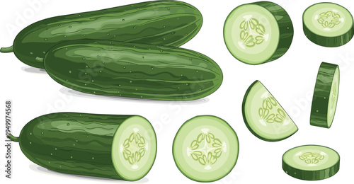 Fresh cucumber whole and sliced set. Organic green cucumbers with round and angled cut pieces. Healthy garden vegetable illustration for salad ingredients and farm harvest design.