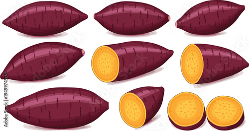 Sweet potato whole and cut set. Fresh yam roots with sliced pieces. Organic root vegetable illustration for cooking ingredients, farm harvest, and healthy food design.
