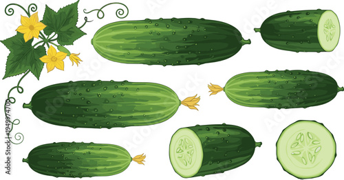 Cucumber vegetable collection with leaves and flowers. Whole and sliced fresh cucumbers on vine. Organic garden vegetable illustration for healthy food, salad ingredients, and farm harvest.