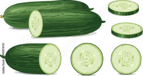 Fresh cucumber whole and sliced set. Organic green cucumbers with round cut pieces. Healthy garden vegetable illustration for salad ingredients, cooking food, and farm harvest design.