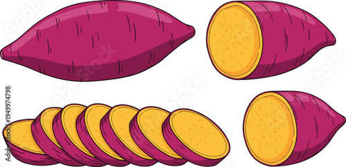 Sweet potato whole and sliced set. Fresh yam root with cut halves and round slices. Organic root vegetable illustration for cooking ingredients and healthy food design.