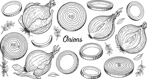 Onion vintage engraving set. Hand drawn whole onions, rings and slices with herbs. Botanical kitchen ingredient illustration for cooking recipes and organic food design.