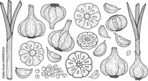 Garlic and green onion vintage sketch set. Hand drawn garlic bulbs, cloves, slices and scallions. Botanical kitchen ingredient illustration for cooking, organic food, and farm harvest.