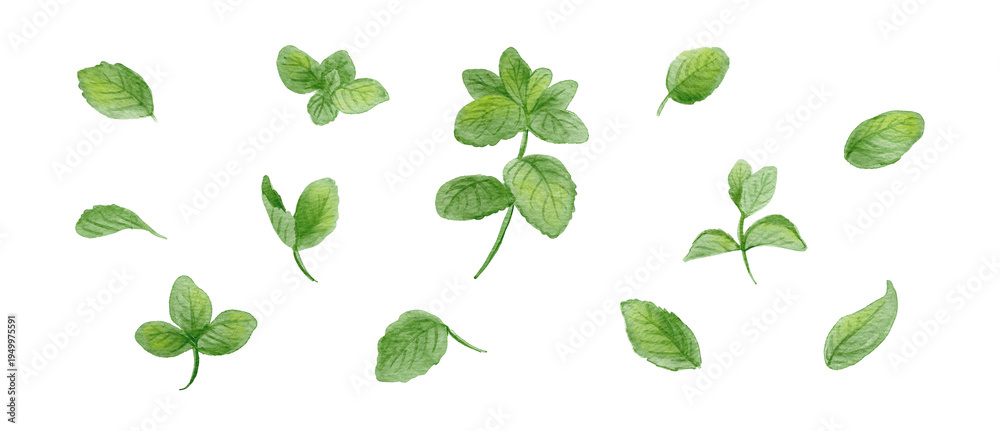Fototapeta premium Watercolor spearmint leaf set, hand-painted fresh green mint sprigs and herbs illustration-300dpi-