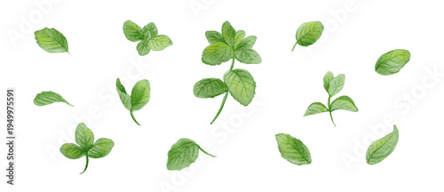 Watercolor spearmint leaf set, hand-painted fresh green mint sprigs and herbs illustration-300dpi-