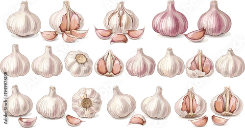 Garlic varieties and cloves collection. Whole garlic bulbs, peeled cloves and cut heads arranged in rows. Organic kitchen ingredient illustration for cooking, farming, and healthy food.