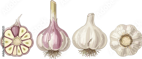 Garlic bulb cross section set. Whole garlic heads and sliced garlic interior. Organic kitchen ingredient illustration for cooking recipes, healthy food, and farm harvest design.