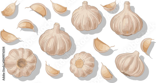 Garlic bulbs and cloves collection. Whole garlic heads, peeled cloves and cut sections. Organic kitchen ingredient illustration for cooking recipes, healthy food, and farm harvest.