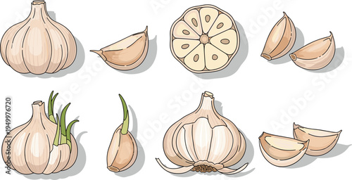 Garlic bulb and cloves set. Whole garlic heads, peeled cloves and sliced cross section. Organic cooking ingredient illustration for healthy food, kitchen recipes, and farm harvest.