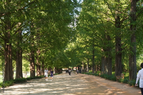 Wallpaper Mural walking in the park Torontodigital.ca