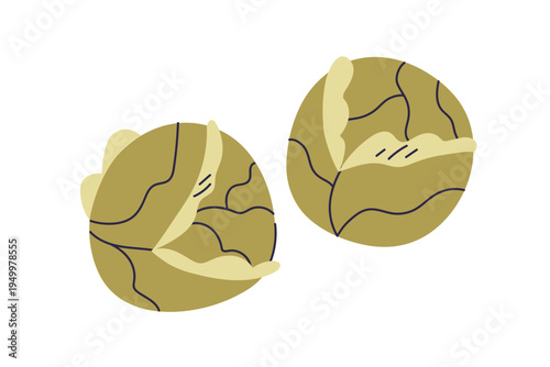 Cabbage, green leaf vegetable heads. Leafy food, fresh farm cole crops. Healt...
