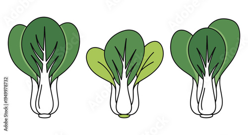 Pak Choi Leaf Line art vector abstract smooth modern illustration