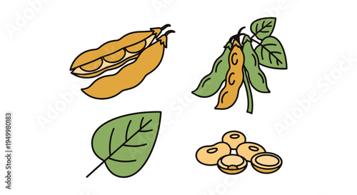 Soybean Line art vector set abstract color concept