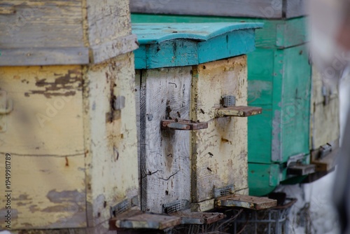 Wooden hives in an apiary with bees at the entrance in the spring.