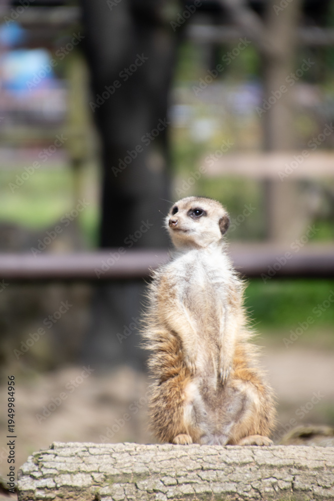 Fototapeta premium Meerkat standing upright and alertly looking around