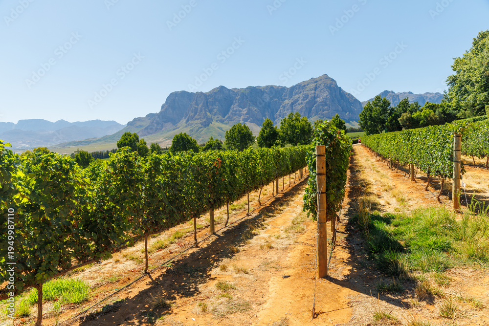 Naklejka premium Sunlit vineyard rows
