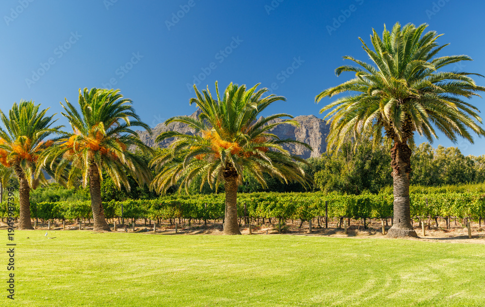 Obraz premium Green lawn and palms at South Africa winery