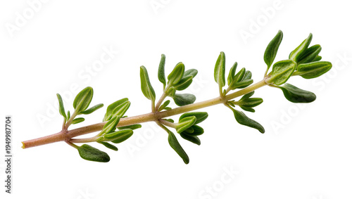 Fotografie Isolated fresh green thyme sprig, a healthy aromatic culinary herb for seasoning