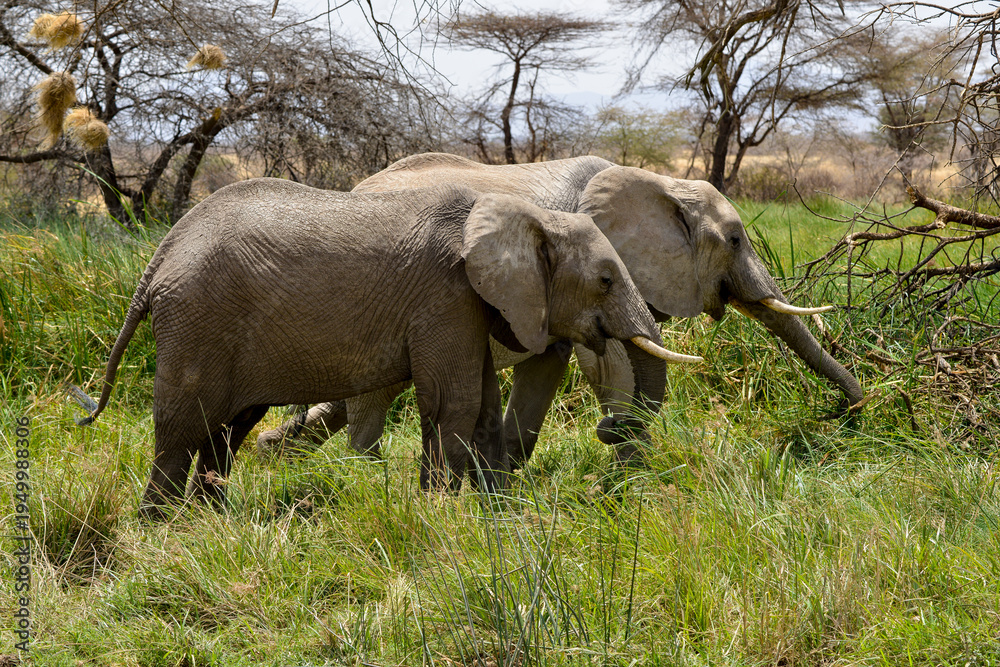 Fototapeta premium Eléphant d'Afrique*