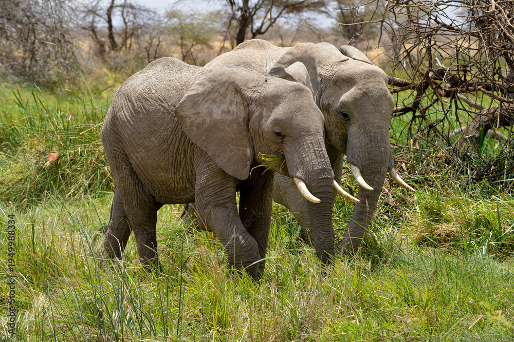 Fototapeta premium Eléphant d'Afrique*