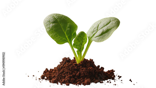 Fotografie Isolated young spinach seedling with vibrant green leaves growing in fertile soi