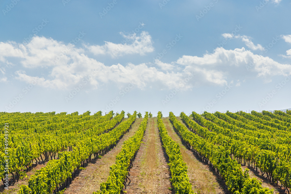 Naklejka premium Sunlit vineyard rows
