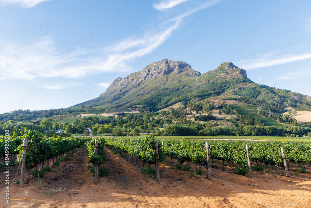 Naklejka premium Sunlit vineyard rows with mountain backdrop