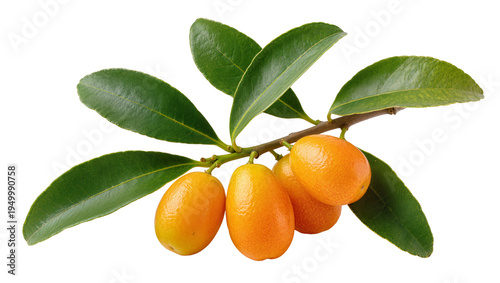 Cuadro en lienzo Isolated fresh kumquats on a leafy branch, vibrant citrus fruits for healthy eat