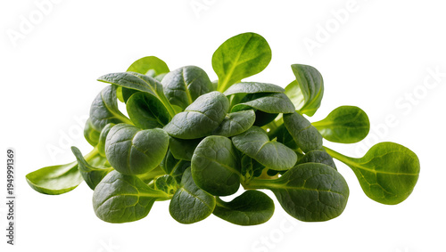 Bild auf Leinwand Isolated delicate fresh green lamb's lettuce leaves ready for nutritious culinar