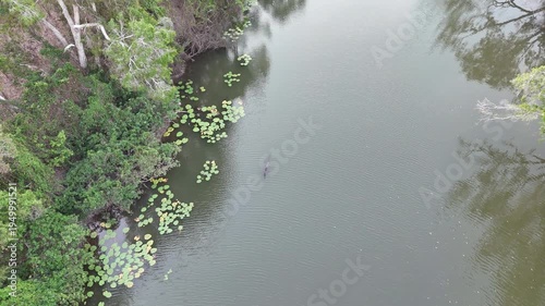 Big saltwater estuarine crocodile, Crocodylus porosus, lurking in the shallow murky water of a billabong waterhole in tropical north Queensland, Australia.