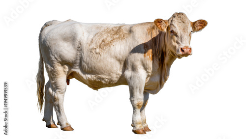 Vászonkép Isolated strong adult light-colored beef cattle with distinctive markings standi