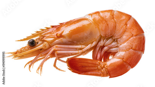 Tableau sur toile Isolated perfectly cooked fresh shrimp or prawn, a delicious gourmet seafood app