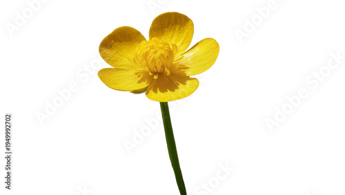 Tableau sur toile Isolated vibrant yellow buttercup flower with green stem and glossy golden petal