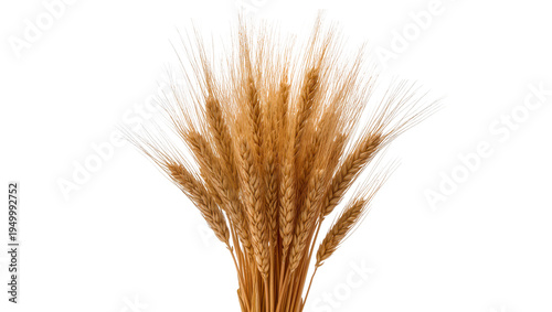 Bild auf Leinwand Isolated bunch of golden wheat ears, ripe cereal grain stalks ready for harvest,