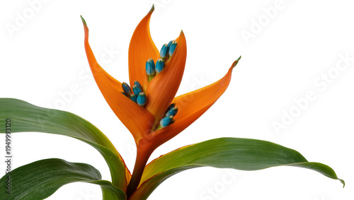 Fotografi Isolated vibrant bird of paradise flower with exotic orange and blue blooms, tro