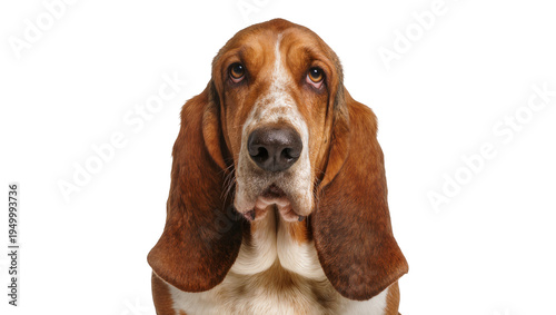 Isolated Basset Hound dog close-up portrait with long droopy ears and melancholic expression