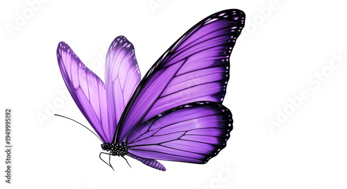 beautiful purple butterfly flying, isolated on a transparent background. 