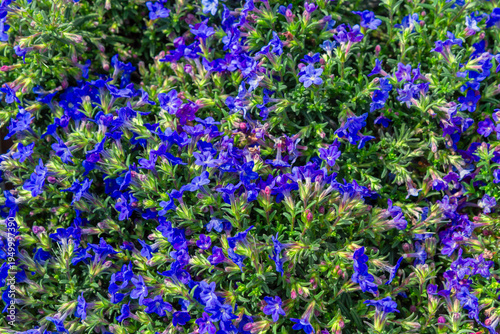 Dense blooming blue lobelia with green foliage, top view floral texture. Spring summer garden background for design, wallpaper, banner and decoration.