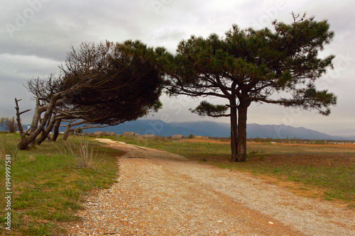 Windblown trees on the coast of southern France