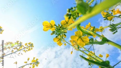 yellow flowers on blue sky background
