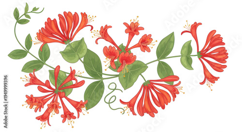 Vibrant Orange Honeysuckle Flowers with Green Leaves, Delicate Botanical Illustration