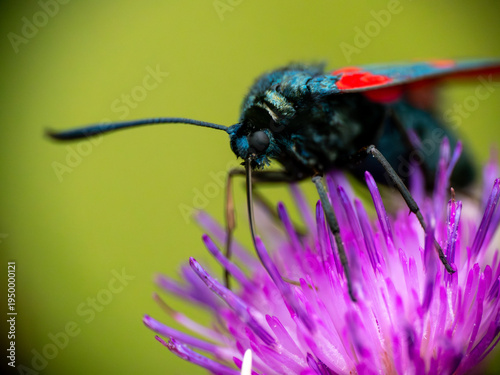 burnet moth